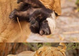 娱乐吃瓜酱小动物,揭秘小动物界的趣味故事